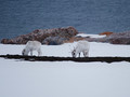 Renifery, Svalbard. Fot. Natalie Tapson, źródło: https://www.flickr.com/photos/40325561@N04/15878256571/, dostęp: 07.04.2015